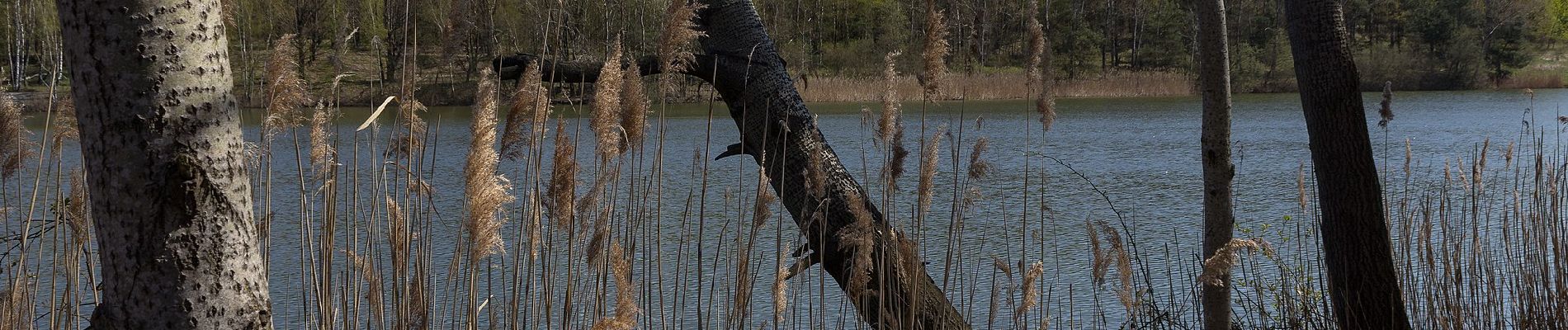 Tour Zu Fuß Malschwitz - Naturerlebnispfad „Guttauer Teiche & Olbasee