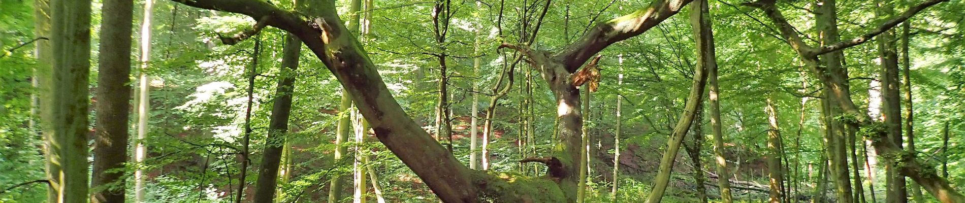 Punto de interés Tervuren - Vues dans le Vijversweg - Photo