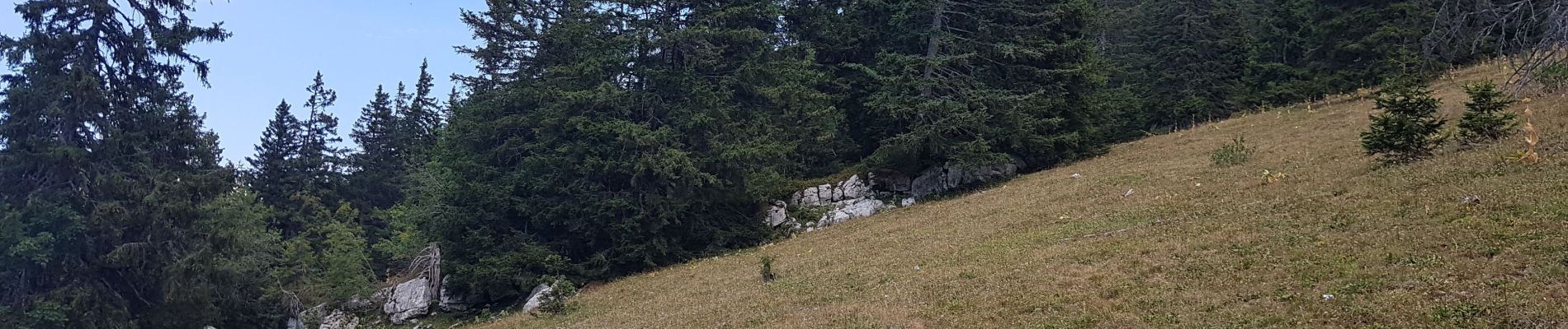 Point d'intérêt Saint-Pierre-d'Entremont - Clairière  - Photo