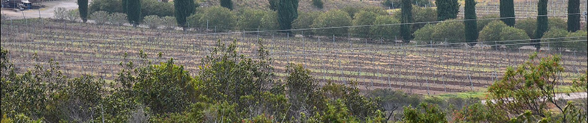 Tocht Stappen Puget-sur-Argens - Puget-sur-Argens - Les Terres Gastes - Photo