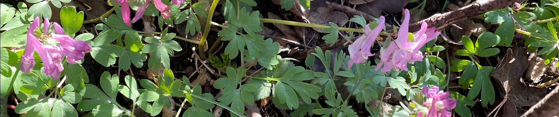 Excursión Senderismo Trooz - Magnée par le Bois des jonquilles - Photo