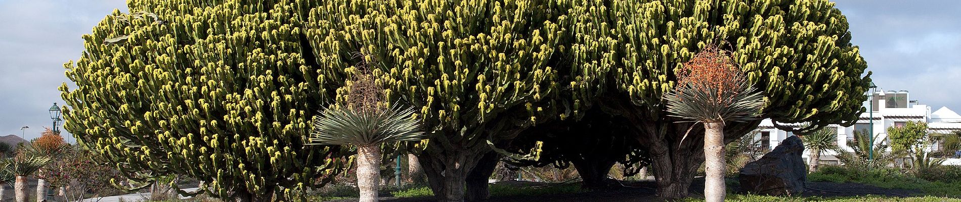 Tocht Te voet Teguise - Paseo 2 - Photo