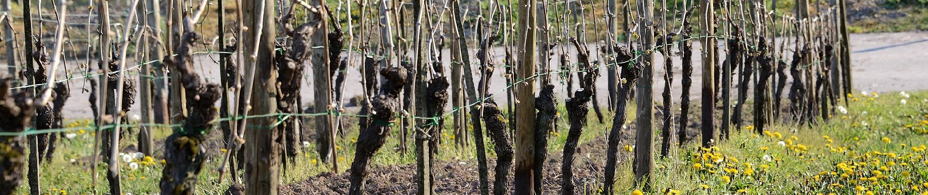 Randonnée A pied Bous - Ierpeldenger Gipswee - Photo