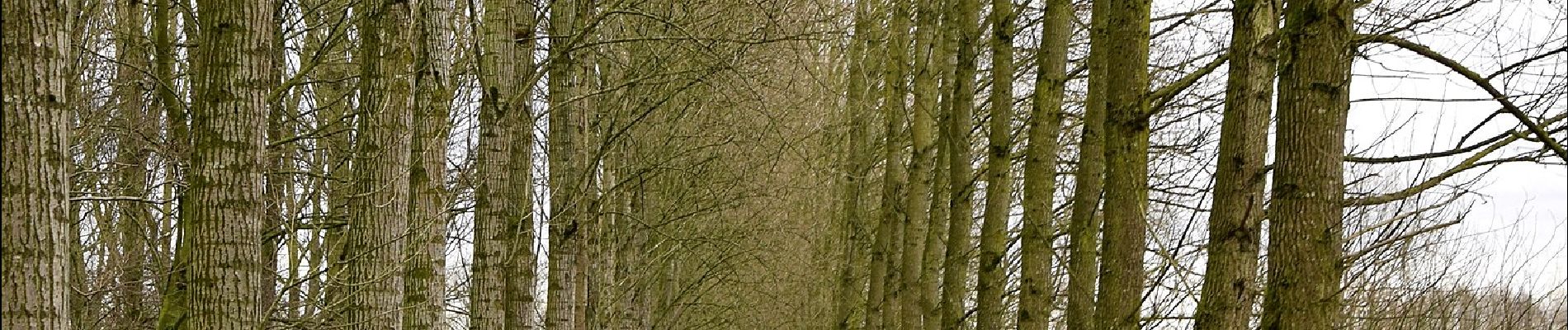 Tour Zu Fuß Sint-Niklaas - Fondatie van Boudeloroute - Photo