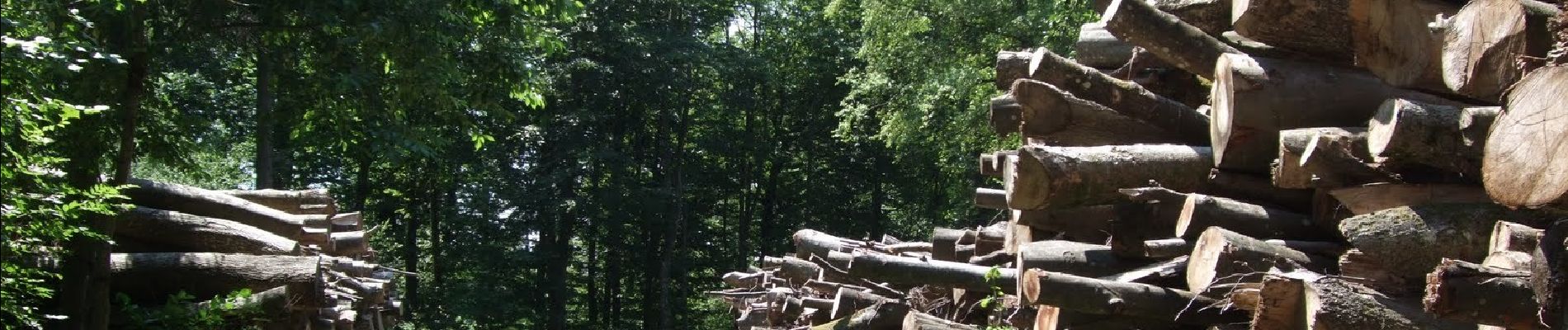 Percorso A piedi Stallikon - Näferhüser - Müliberg - Photo