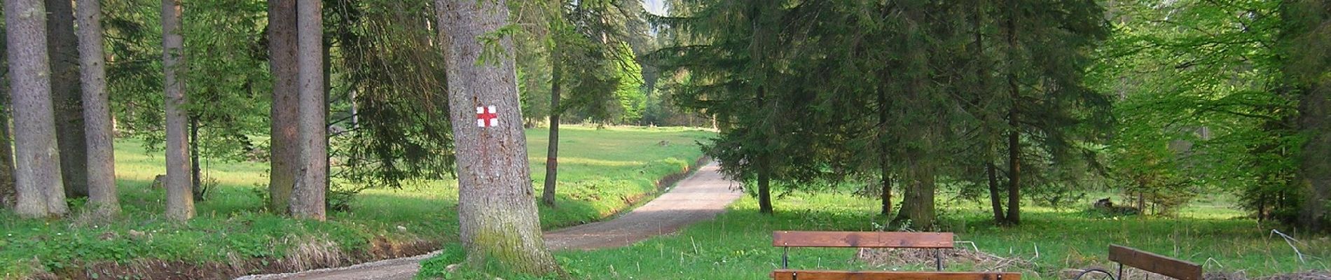 Tour Zu Fuß Unknown - Valea Nadășa - Vf. Țifra - oraș Borsec - Photo