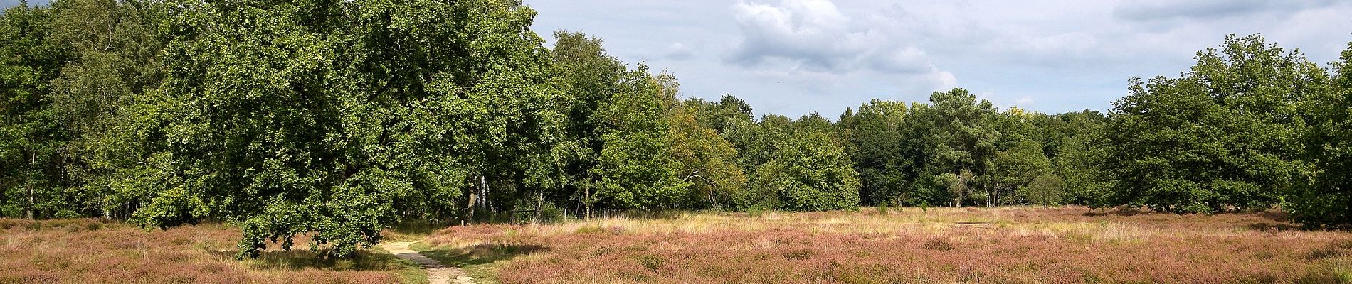 Randonnée A pied Nijlen - Vogelzangpad - Photo