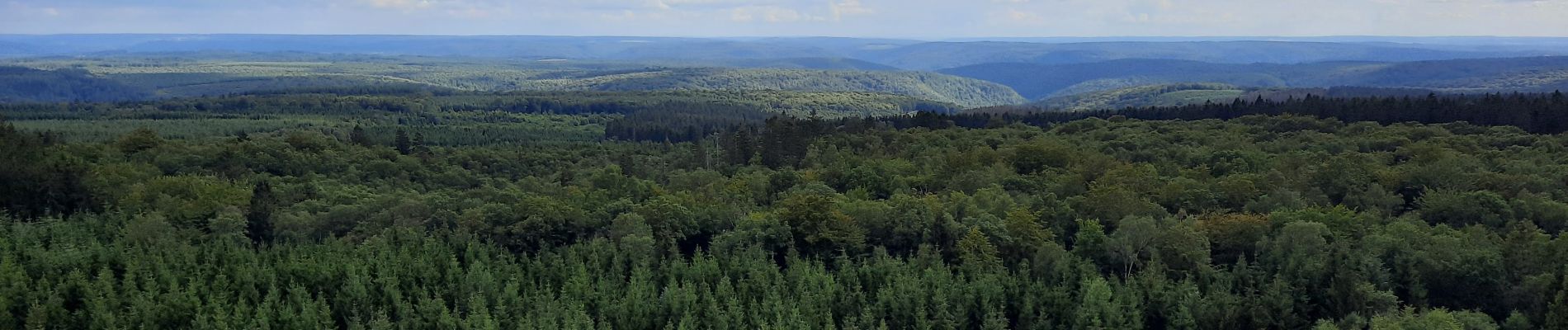 Tocht Mountainbike Gedinne - Gedinne - Croix Scaille - Photo