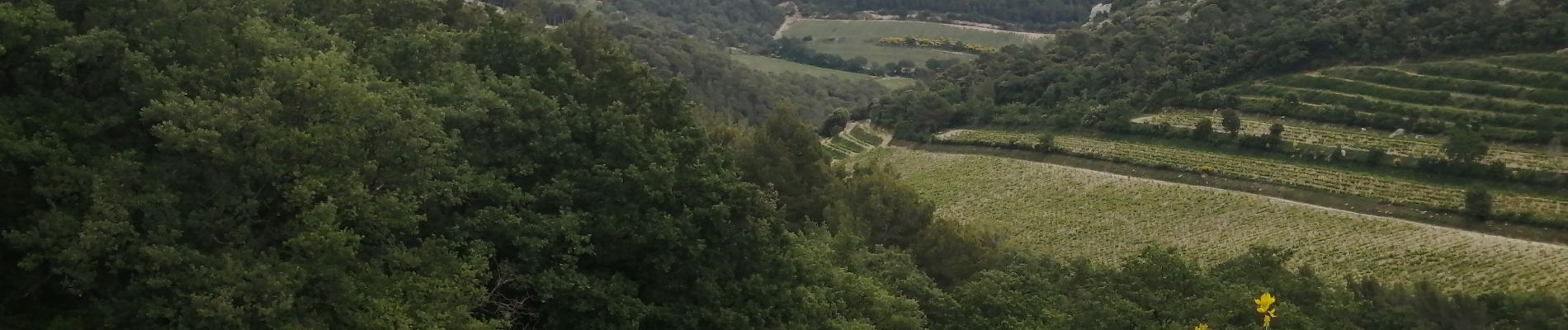 Trail Walking Gigondas - gigondas  - Photo