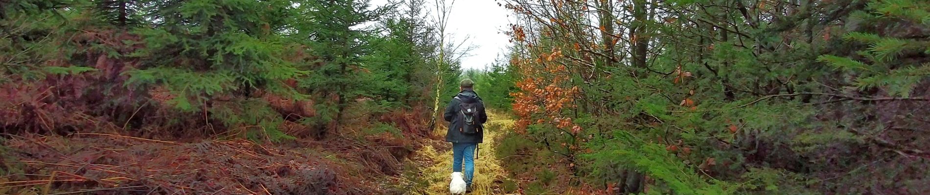 Randonnée Marche Gedinne - Balade à la Croix-Scaille - Les Fanges de l'Abîme - Photo