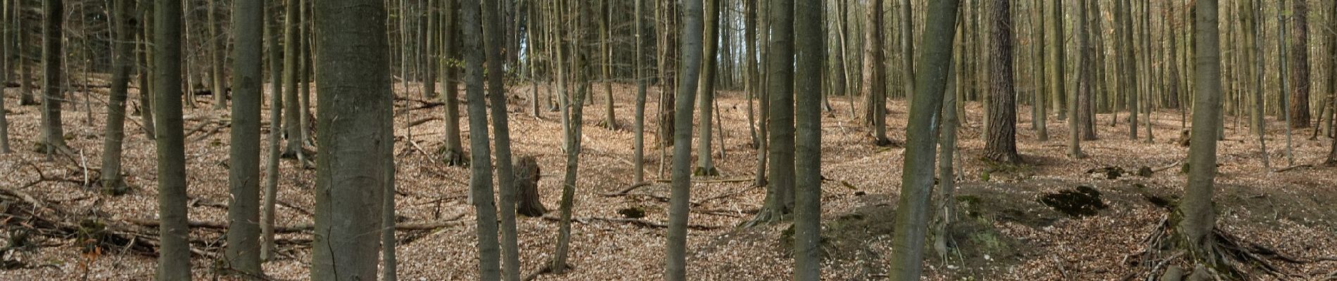 Trail On foot Hemer - [A10] Haus Hemer - Edelburg - Photo