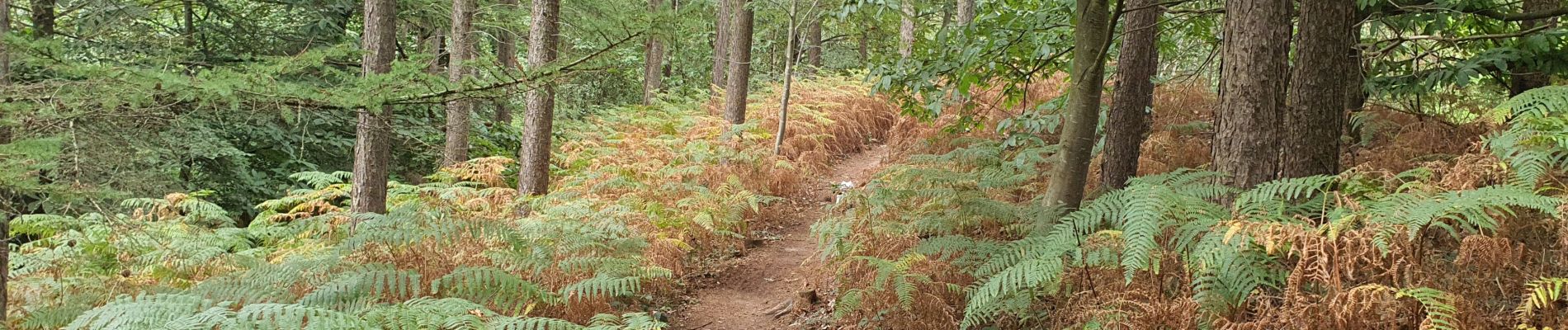 Excursión Senderismo Braine-Le-Comte - bois de la houssière - Photo