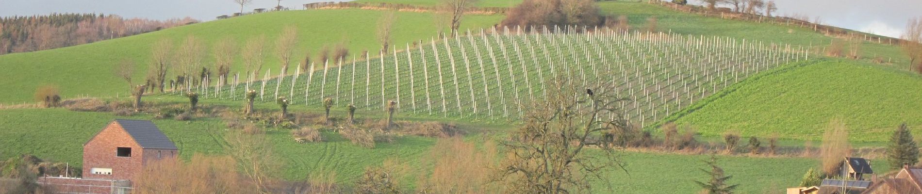 Punto di interesse Plombières - Vignes de la croix de Hombourg - Photo