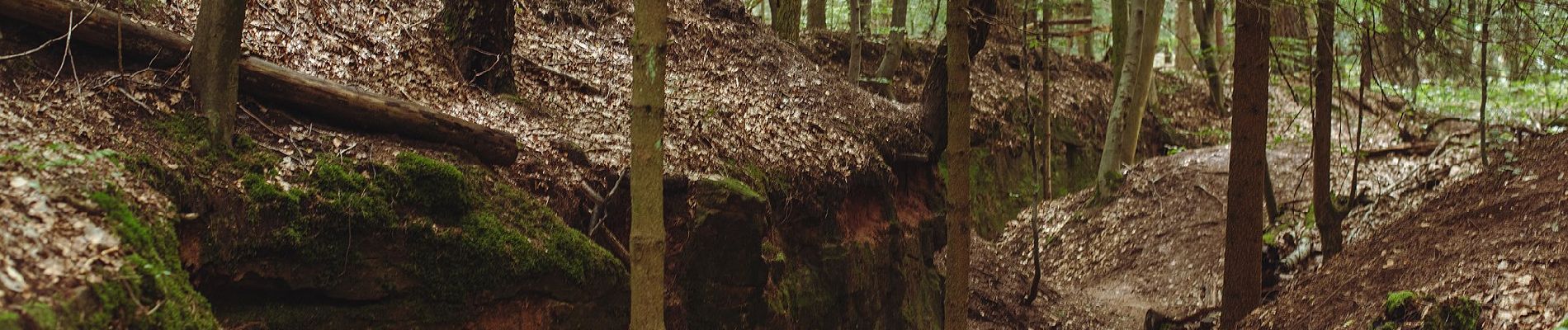 Tour Zu Fuß Kirkel - Wildschwein-Rundwanderweg - Photo