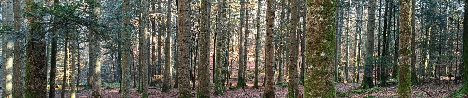 Tour Wandern Claix - Le plateau du Peuil - Photo