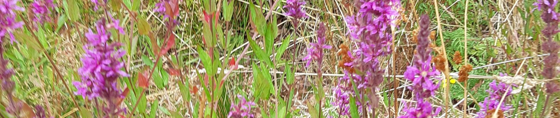 Tocht Stappen Epfig - ittswiller un jour de pluie  - Photo