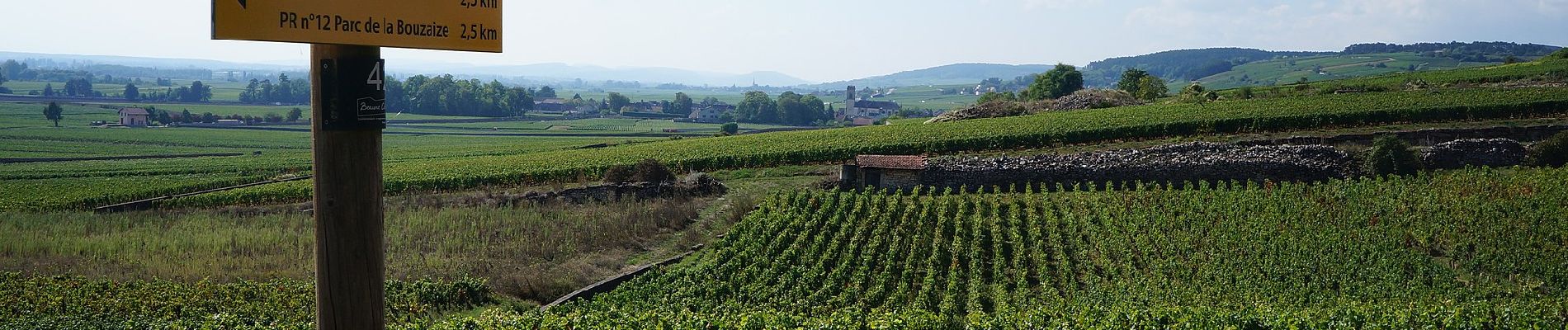 Trail On foot Beaune - Premiers Crus de Beaune - Photo