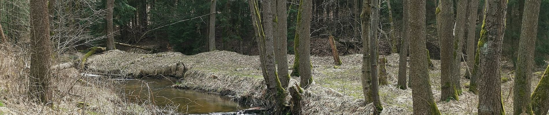 Randonnée A pied Inconnu - Dresdner Heide, Alte 1 - Photo