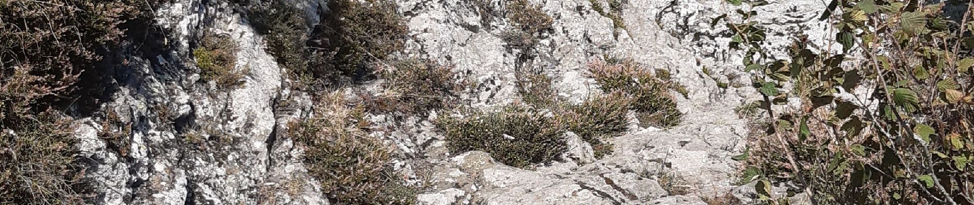 Excursión Senderismo Orcines - Pariou Puy de Dôme  - Photo