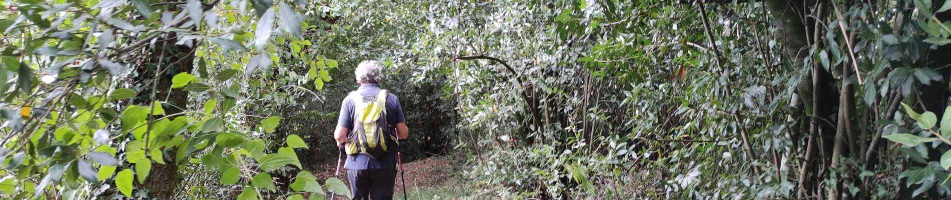 Tocht Stappen Halsou - HALSOU fontaine d'arraia Bizkar Handi 