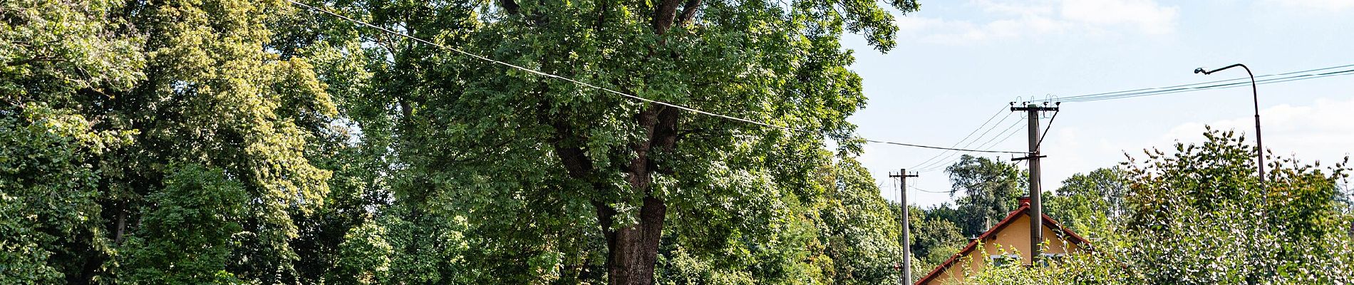 Percorso A piedi Vamberk - [Ž] Vamberk (ŽST) - Na Vyhlídce - Photo