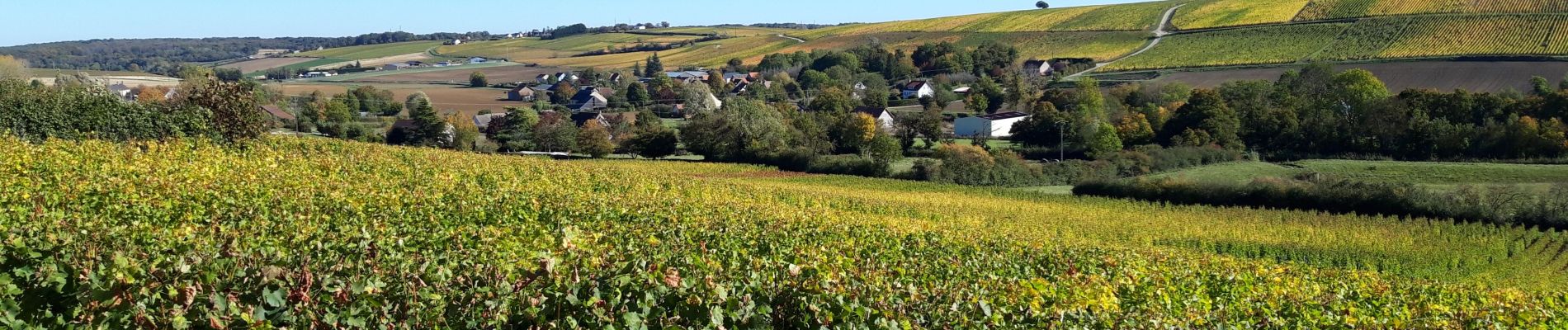 Randonnée Marche nordique Sury-en-Vaux - boucle sury en vaux  - Photo