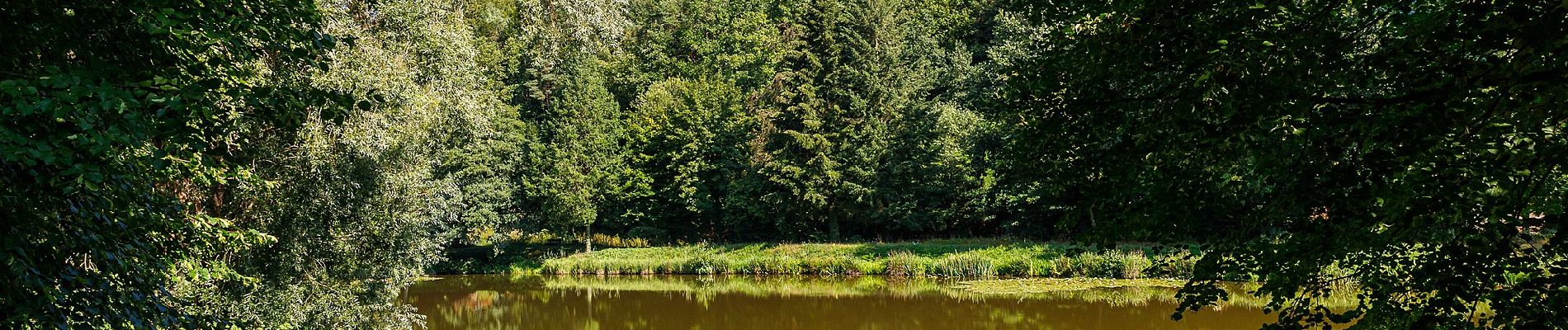 Trail On foot Schweigen-Rechtenbach - Rund ums Steinbühl Schweigen-Rechtenbach - Photo