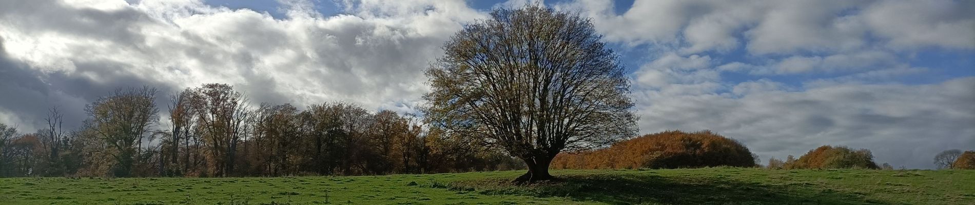 Trail Walking Heerlen - Klein rondje bos  - Photo