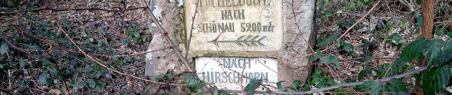 Percorso A piedi Neckarsteinach - Rundwanderweg Neckarsteinach 2: Lanzenbach-Weg - Photo