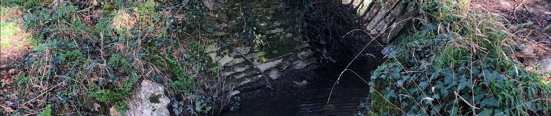 Trail Walking Les Garennes-sur-Loire - L’homois pres de Saint jean des Mauvrets - Photo