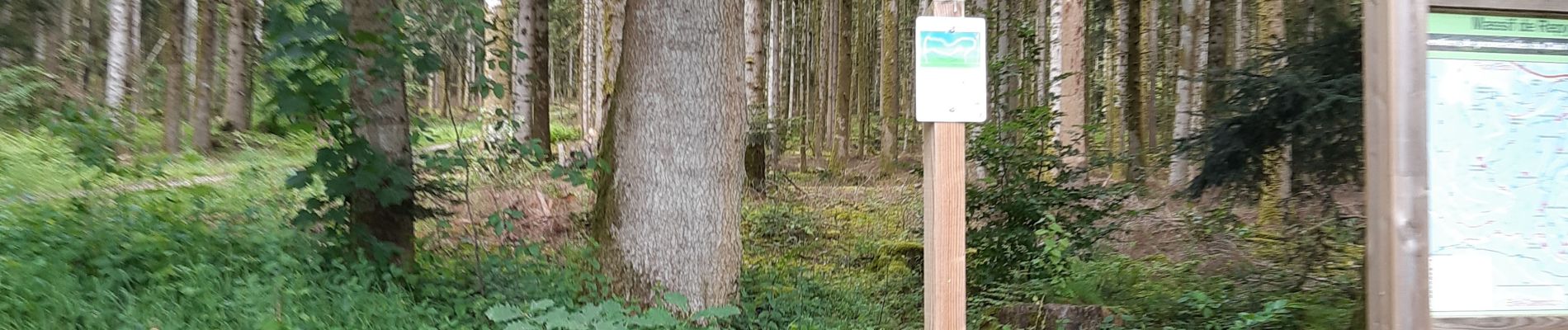 Randonnée Marche Étival-Clairefontaine - début rando chipotte  - Photo