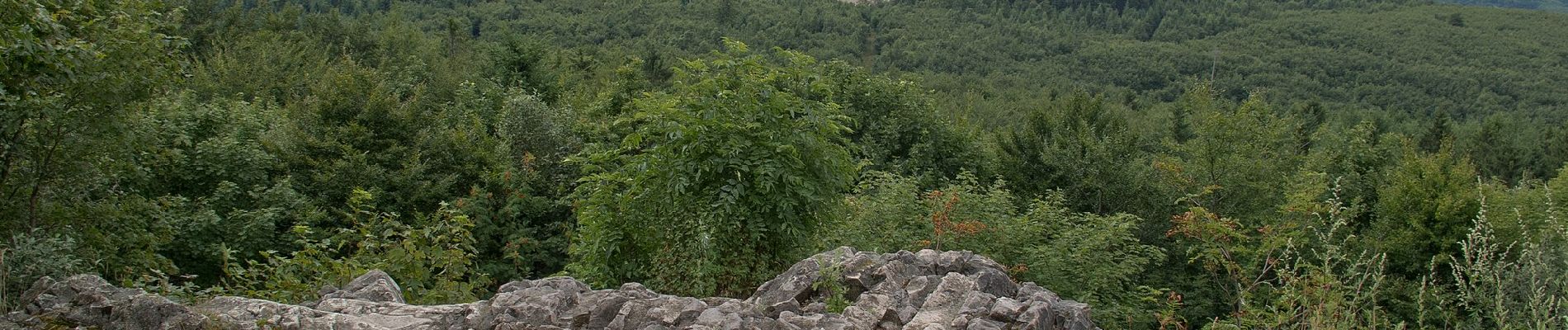 Randonnée A pied Dannenfels - Dannenfels 7: Weg Falkenstein - Photo