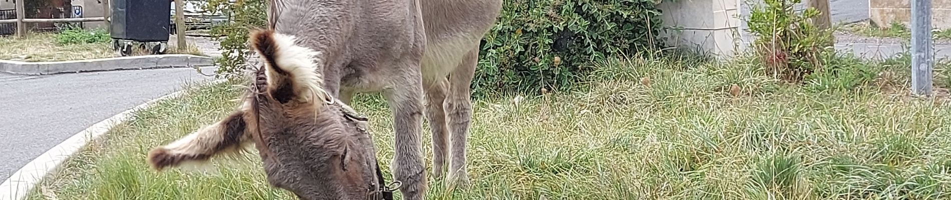 Randonnée Marche Mont Lozère et Goulet - arsel chasserades au bleymard  - Photo