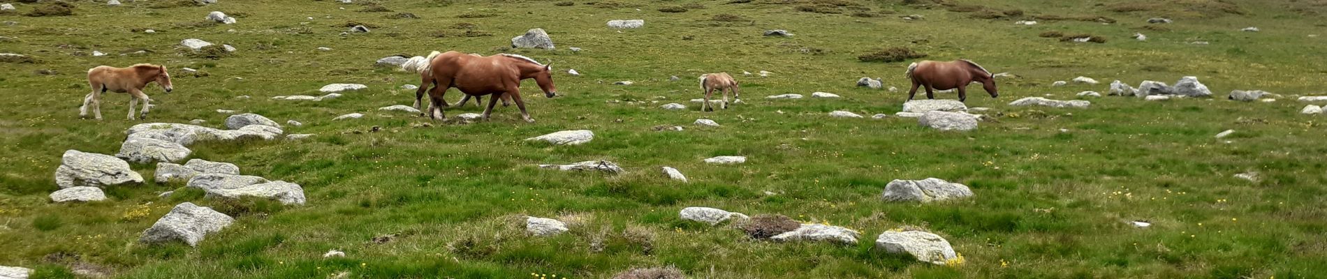 Tour Wandern Mérens-les-Vals - Mèrens les Vals Haut Porta GR 107 Le chemin Des Bonshommes - Photo