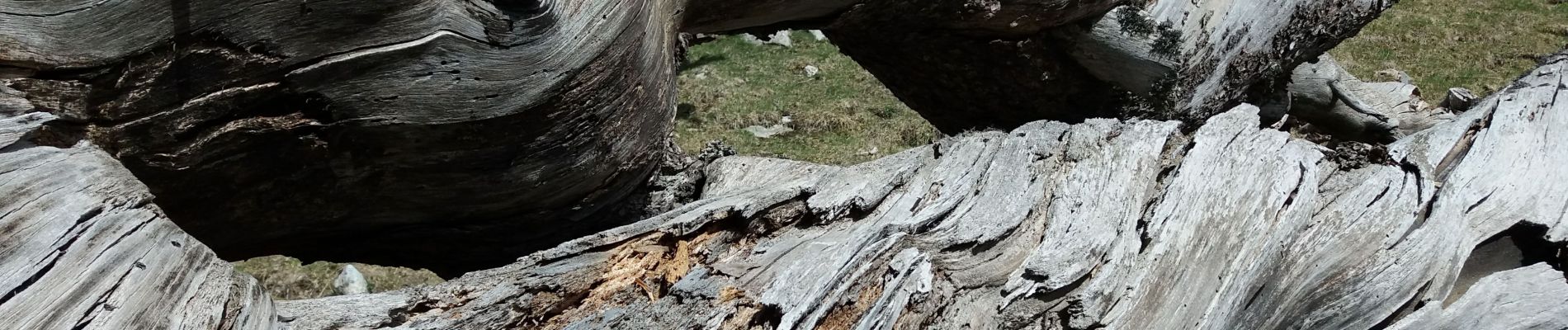 Randonnée Marche Planès - Étang Planes - Photo