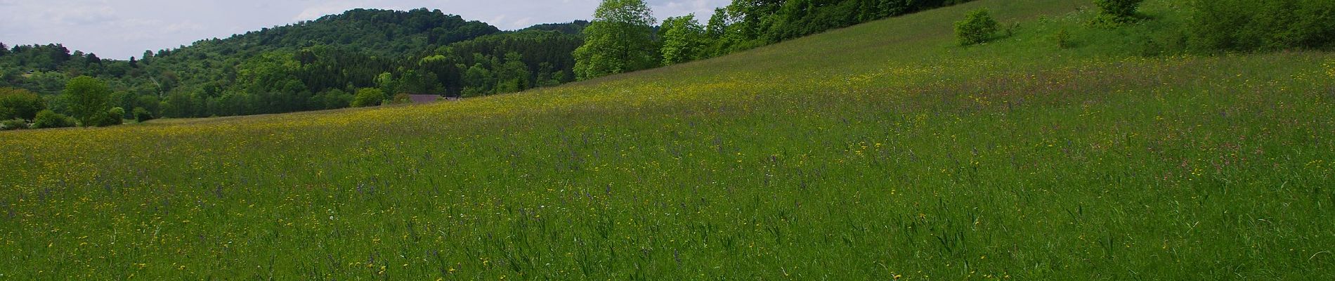 Tocht Te voet Urbach - Urbacher Wanderweg 12 - Photo