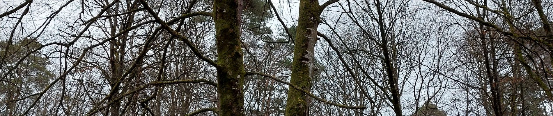 Tocht Stappen Fontainebleau - Circuit des Arbres remarquables 107 - Photo