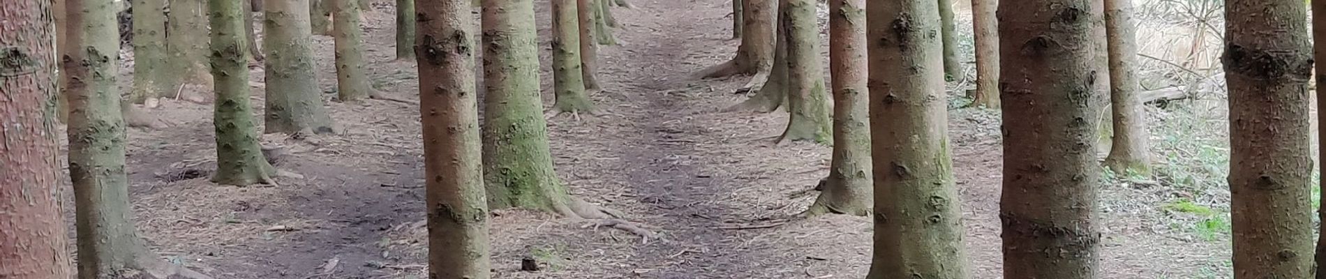 Tocht Stappen Vorselaar - Vorselaar  - Photo