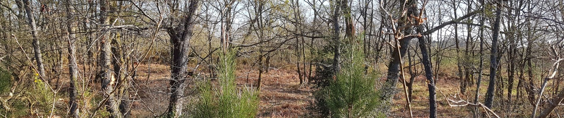 Trail Walking Rion-des-Landes - perrin, le borde, pont du moulin et retour rive gauche 7.3 - Photo