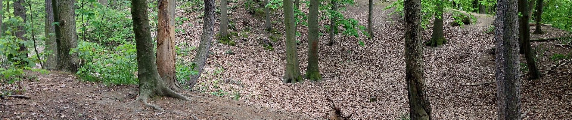 Tocht Te voet Alfter - Ville A40 Olsdorf - Photo