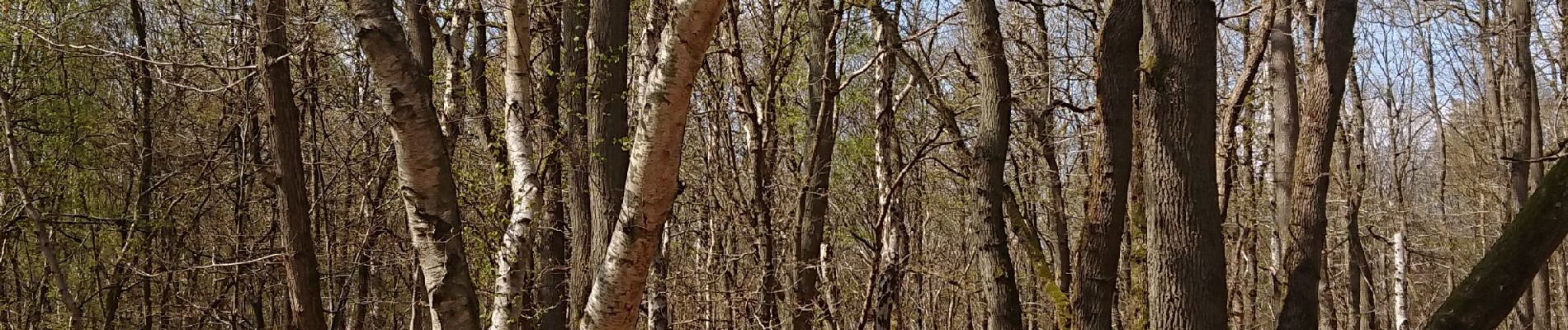 Tocht Stappen Darnétal - Darnétal au bois du Roule 3,3km - Photo