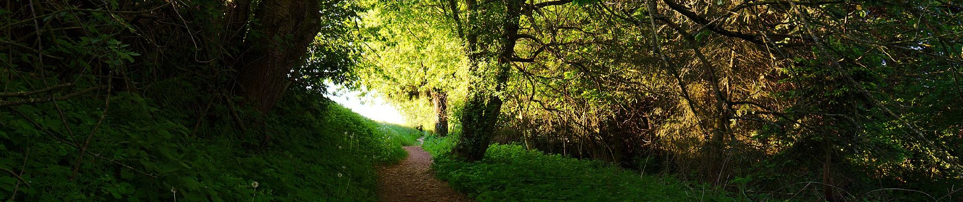 Tocht Te voet Mettmann - Rundwanderweg A3 (Stinderbachtal) - Photo