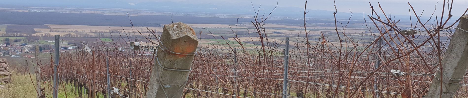 Tocht Stappen Gueberschwihr - rdpr gueberscwihr 211130 - Photo