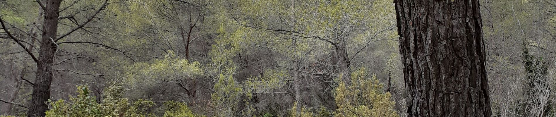 Tour Wandern Cassis - Mt Gibaou, grotte janots  cassis - Photo