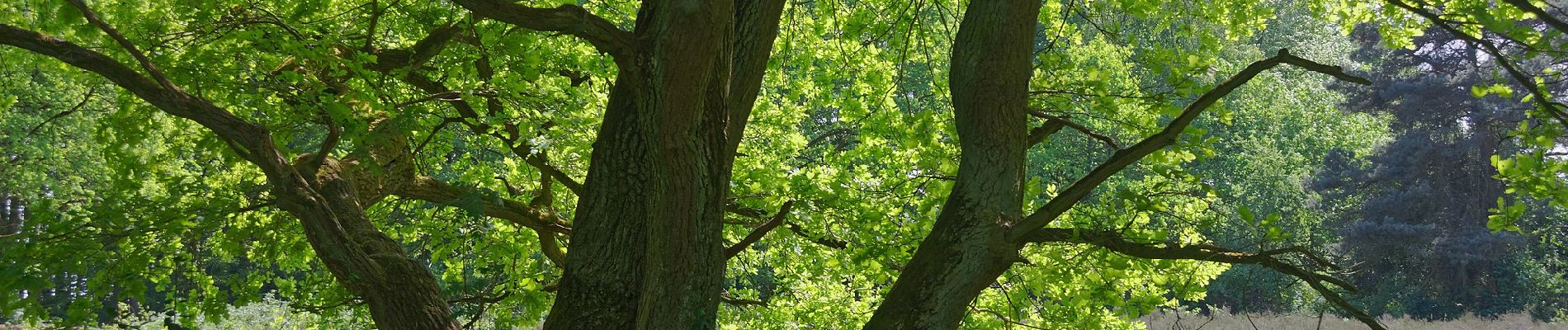 Randonnée A pied Inconnu - Wanderweg Nr. 13 (Rissen - Pinneberg) - Photo