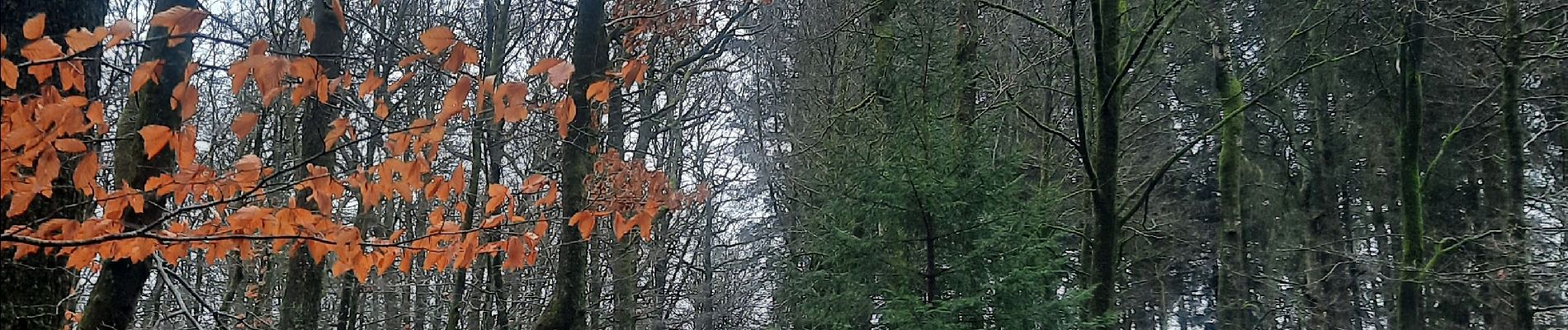 Tocht Stappen Neufchâteau - adeps grandvoir  - Photo