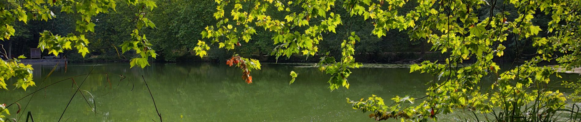 Tour Wandern Clamart - Tour des etangs - Bois de Clamart et de Meudon - Photo