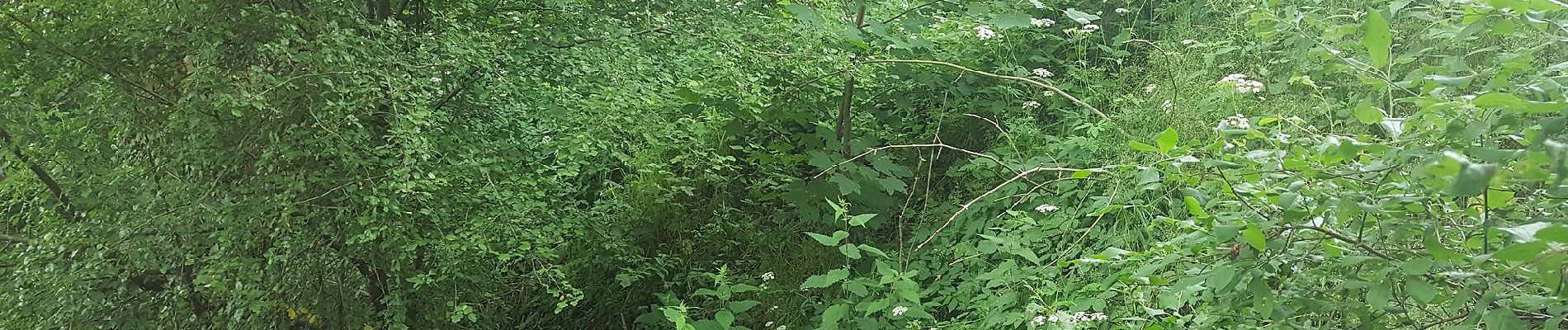 Tour Zu Fuß Olpe - Neuenkleusheimer Rundweg - Photo