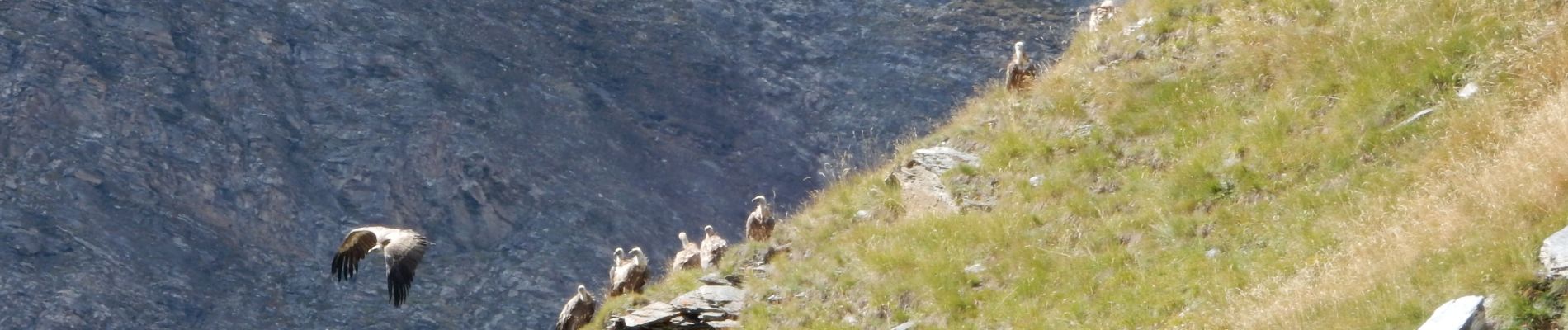 Tocht Stappen Bonneval-sur-Arc - Move_2018_09_04 GR 5 le VILLARON_Marche - Photo