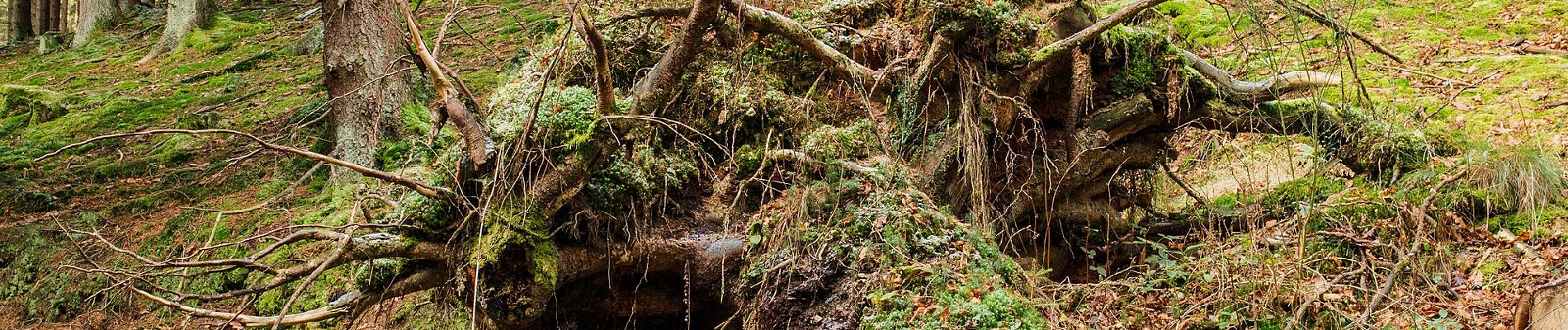 Excursión A pie Kirchhundem - Krenkeltal und Goldener Zapfen - Photo